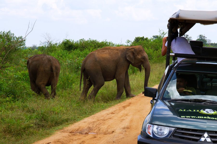 an elephant near the safari jeep at mahoora tented safari camps udawalwe national park sri lanka