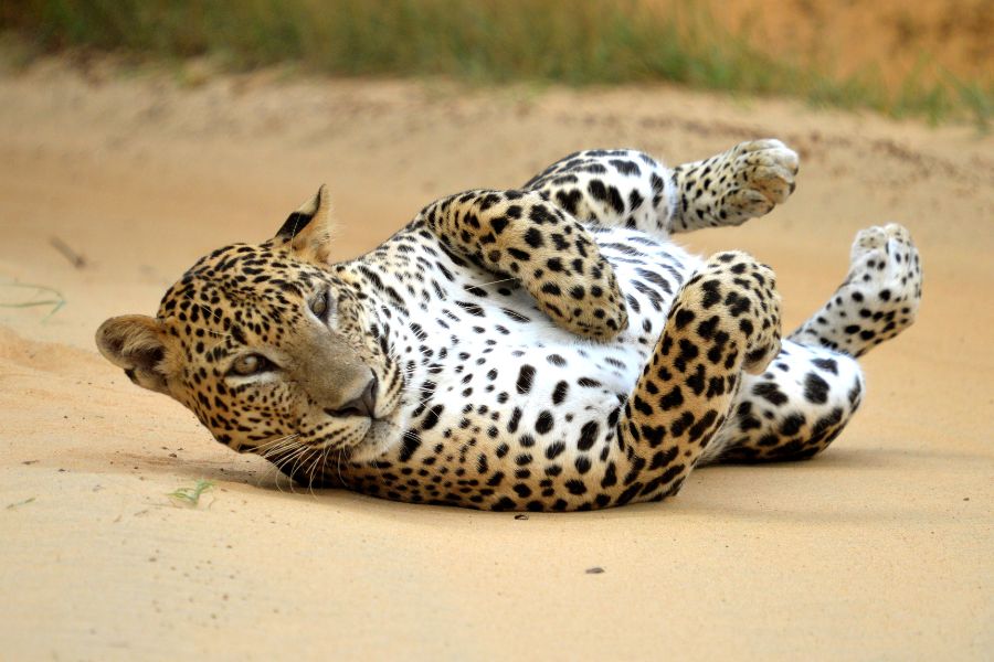 leopard sighting at mahoora tented safari camps yala national park in sri lanka 