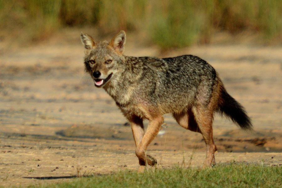fox sighting near mahoora tented safari camps yala national park in sri lanka 