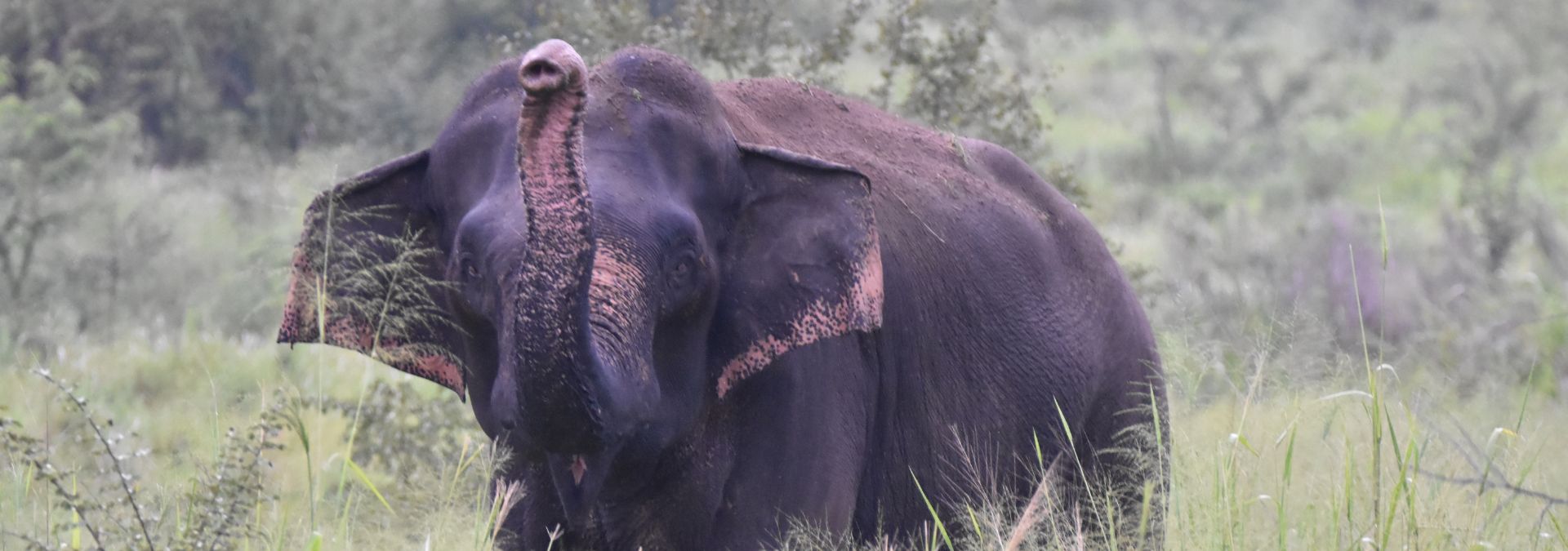 an elephant at dambana in sri lanka 