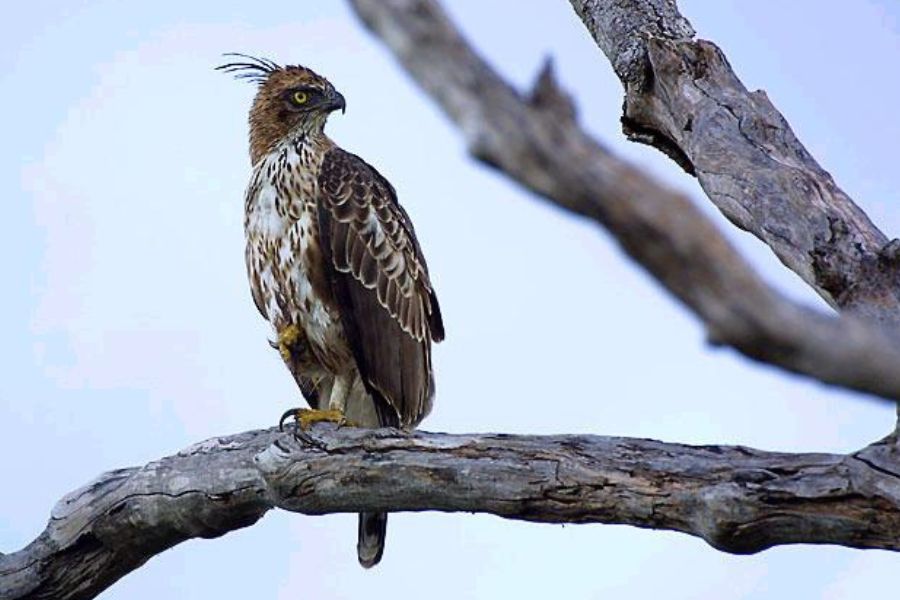 a bird at bundala national park in sri lanka 