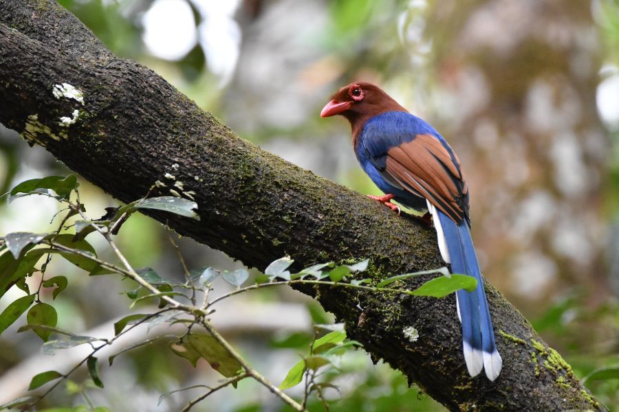 a blue magpied bird at sinharaja rain forest in sri lanka 