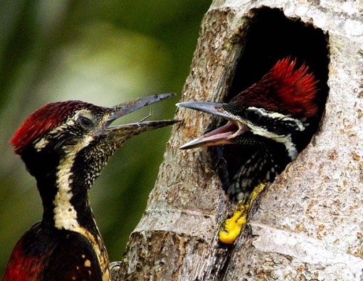 birding safaris at bundala national park sri lanka