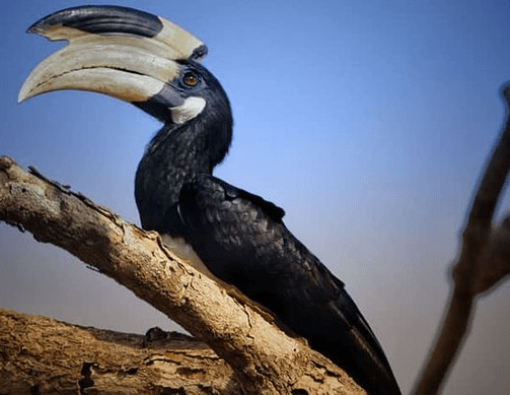 perfect sport go a hornbill during a walking safari at yala national park sri lanka 