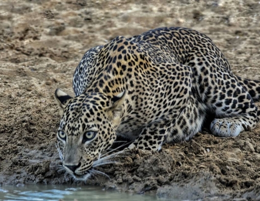 When the watcher becomes the watched - the silent thoughts of a Leopard