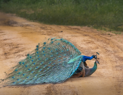 peacocks matting season in sri lanka