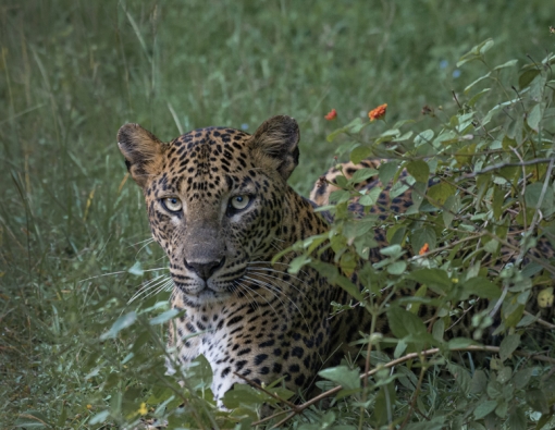 young female leopard spotted during safari at wilpattu sri lanka 