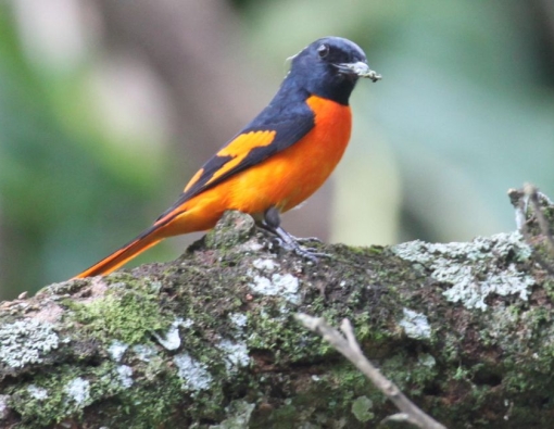 The Orange Minivet bird - The rockstar of the avian world!