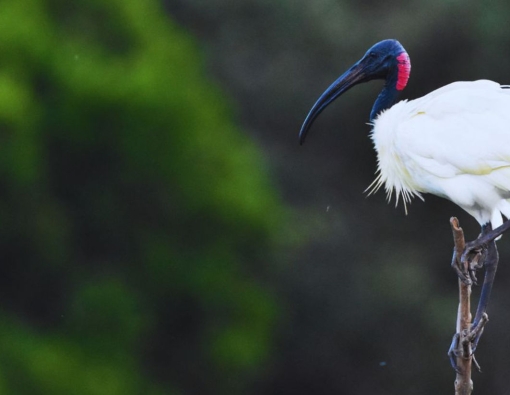 The Black-headed Ibis,the bird with more names than a secret agent!