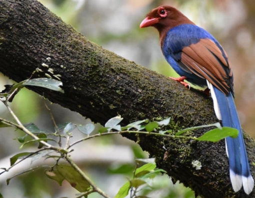 the sri lankan blue magpie at the sinharaja rain forest sri lanka 