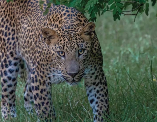 female leopard at wilpattu national park sri lanka 