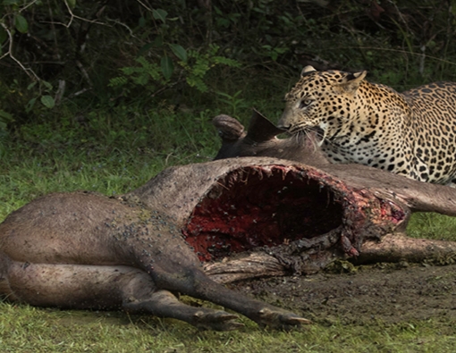 angry leopard at wilpattu national park sri lanka 