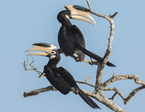 malabar pied hornbill at kumana national park sri lanka 
