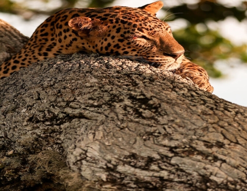 lazy leopard spotted during mahoora leopard safari 