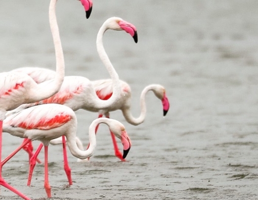 Flamingo Vogue - January Edition