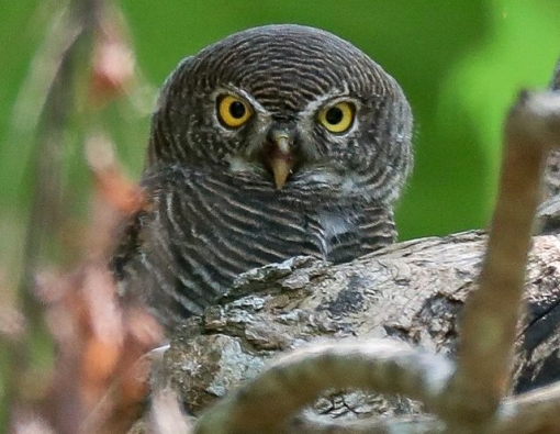 little owl during a nature walk at sinharaja rain forest 