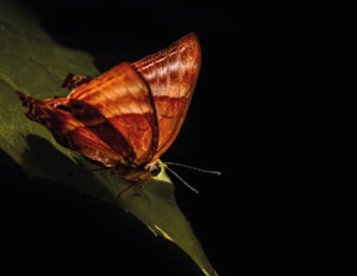 dancing butterfly captured at wilpattu national park sri lanka 