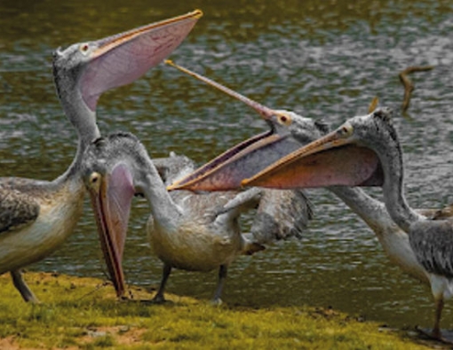 pelicans at wilpattu national park sri lanka 