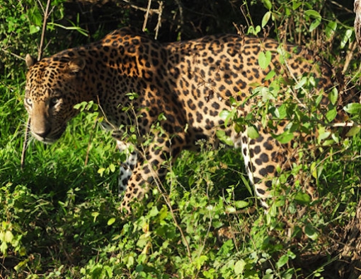 Leopard Spotting In Sri Lanka…The Easy Way