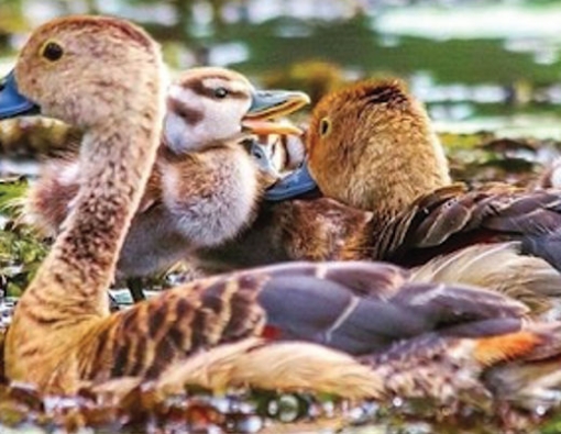 lesser whistling duck family is on an excursion at wilpattu national park in sri lanka 