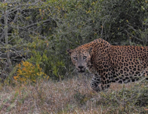 leopard sighting at yala national park during a morning safari 