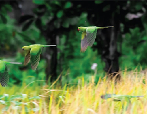 parakeets are a common sight in and around the mahoora tented safari camps in wilpattu 
