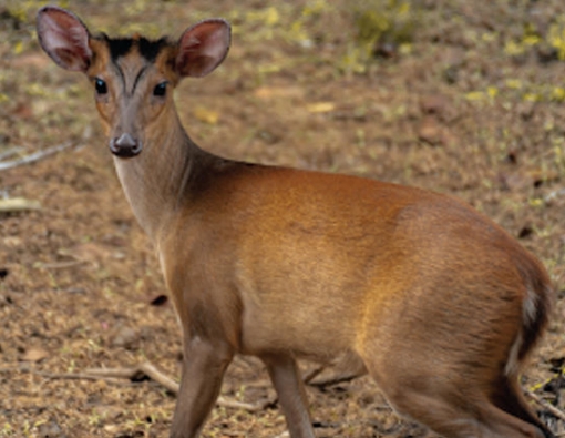 mahoora tented safari camp in wilpattu has a resident barking deer