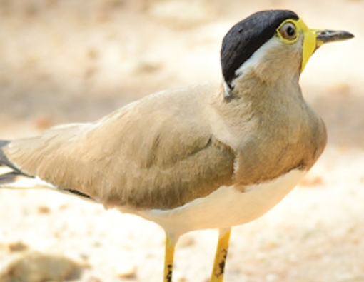 striking bird commonly found in the dry zone areas of sri lanka 