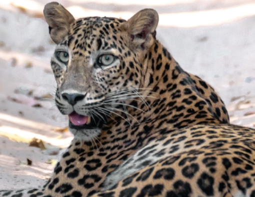 a female sri lankan leopard is on a rant