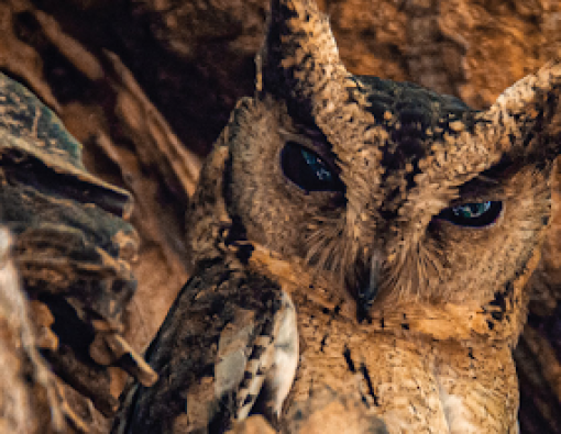 an owl inside the mahoora tented safari camps in wilpattu 