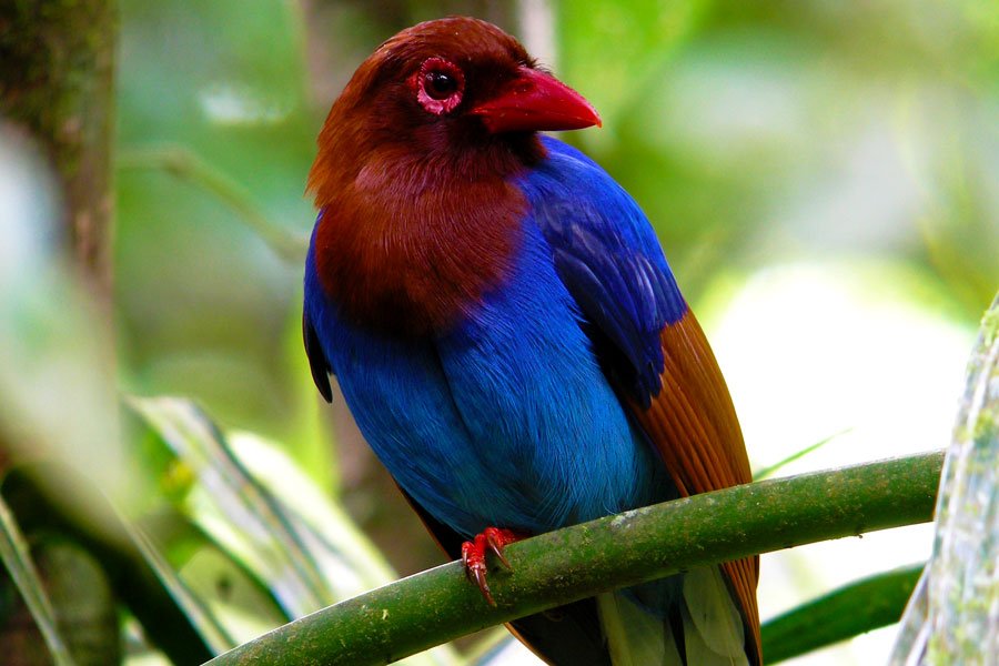 Birding in Sinharaja Rain Forest