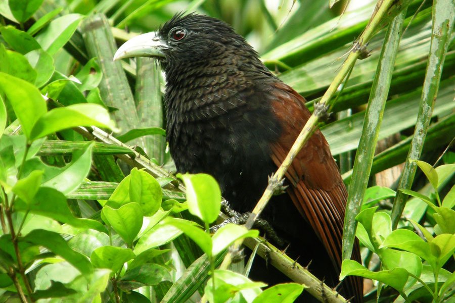 Birding in Sinharaja Rain Forest
