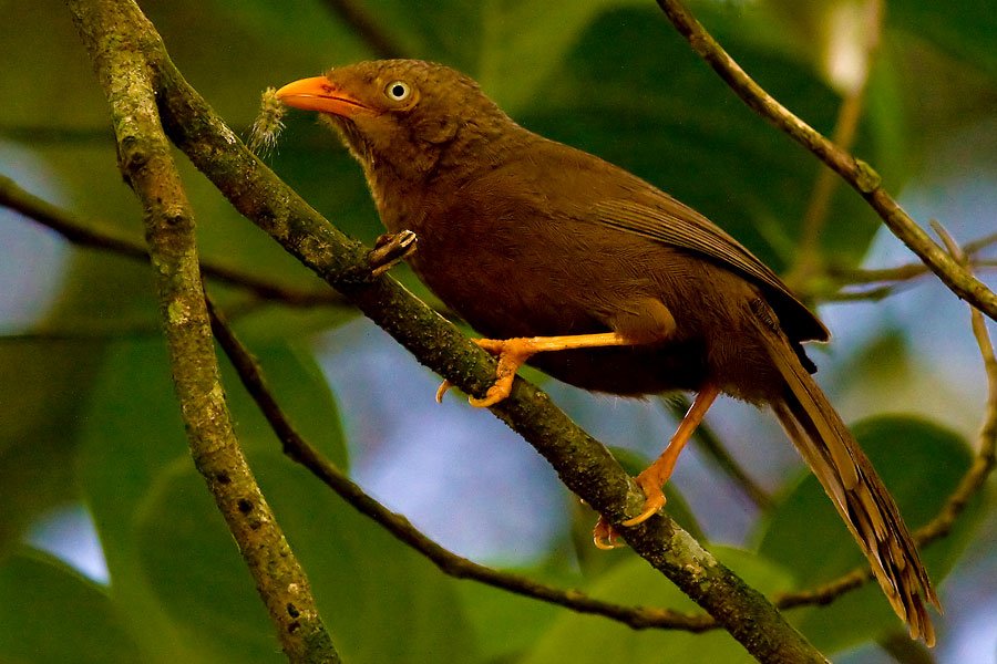 Birding in Sinharaja Rain Forest