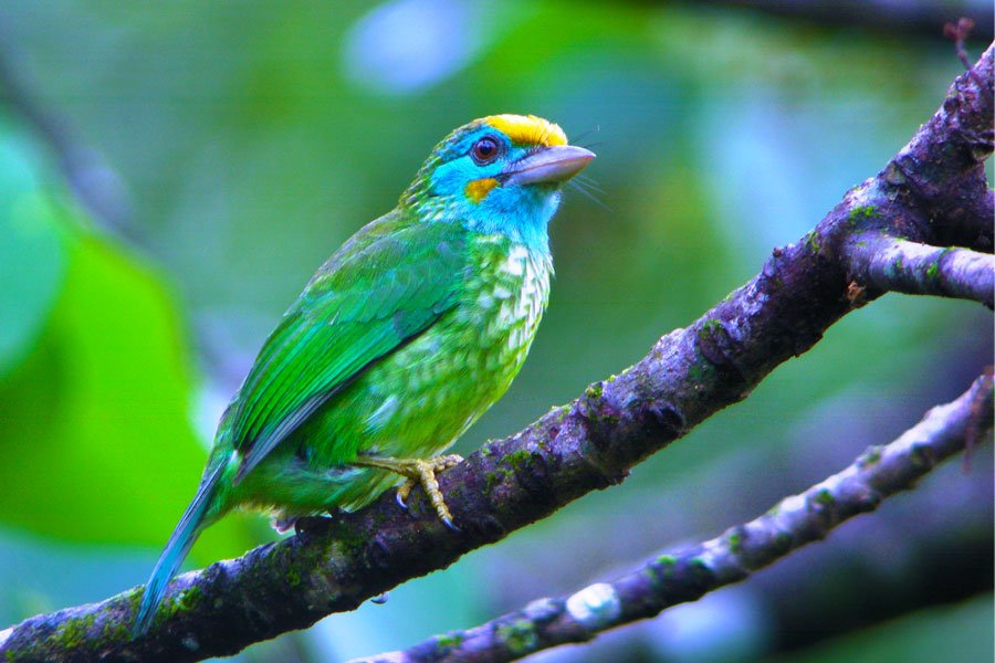 Birding in Sinharaja Rain Forest