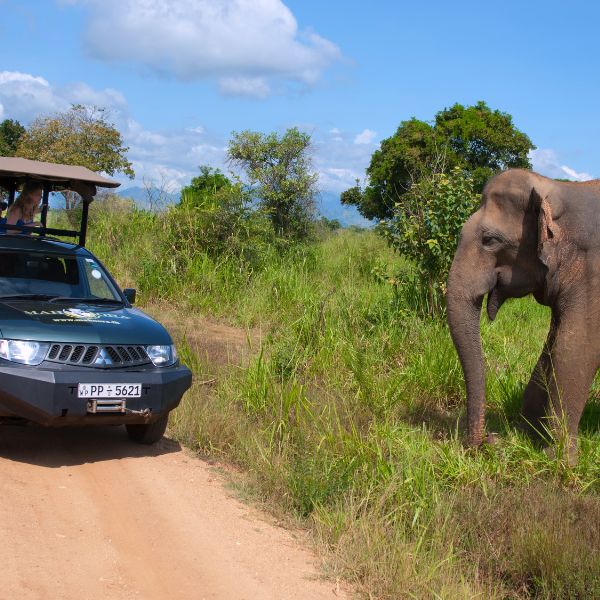 Mahoora Elephant Safari at Udawalawe National Park Sri Lanka