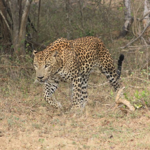 Mahoora Leopard Safaris at mahoora tented safari camps  Yala National Park Sri Lanka
