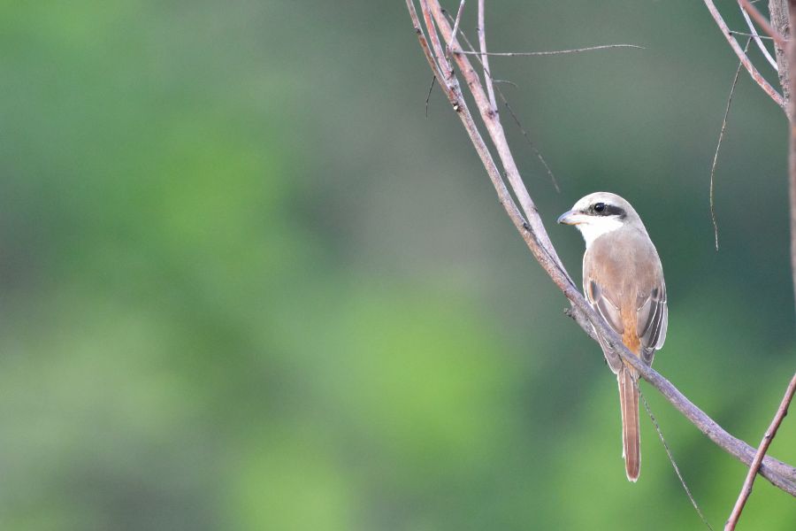 birding at explorer by mahoora wasgamuwa national park  in sri lanka 