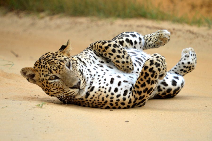 leopard sighting at mahoora tented safari camps yala national park in sri lanka