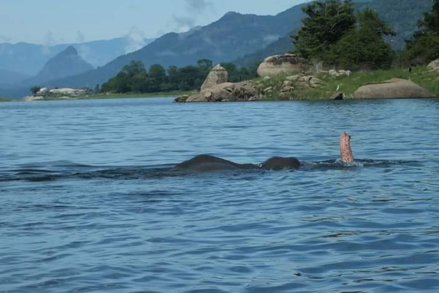 swimming elephant at explorer by mahoora camps gal oya national park in sri lanka