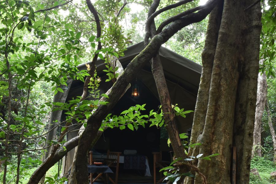 mahoora tented camping at wasgamuwa national park in sri lanka