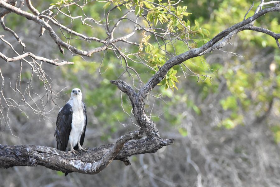 a bird at explorer by mahoora tented safari camps kumana national park in sri lanka