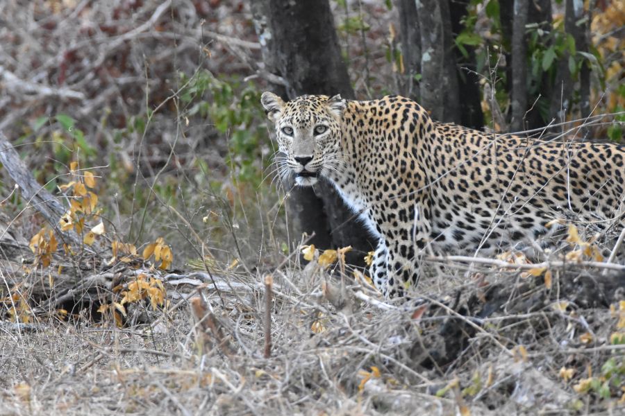 a leopard at mahoora tented safri camps kumana national park in sri lanka