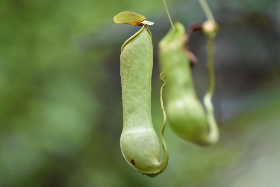 plants at sinharaja nature reserve in sri lanka 