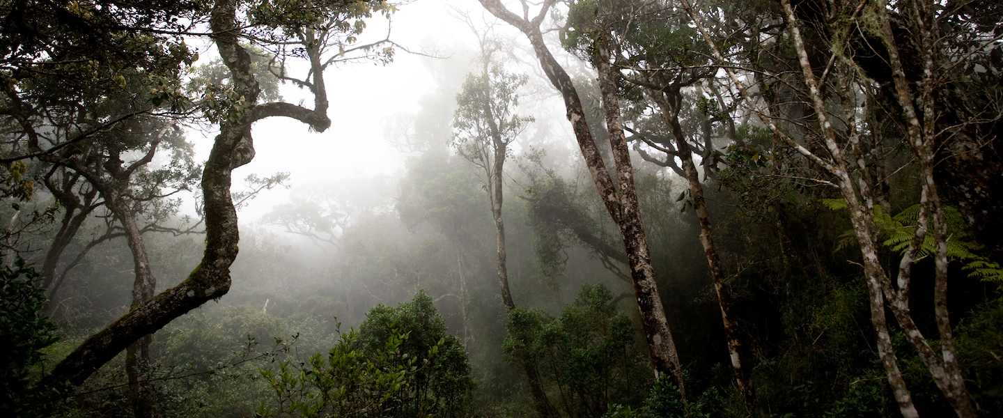 sinharaja nature reserve in sri lanka 