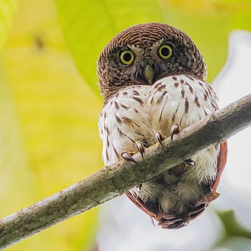 an owl at mahoora tented safari camps in sri lanka 