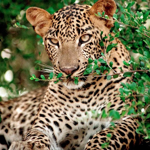 a leopard at mahoora tented safari camps yala national park in sri lanka 