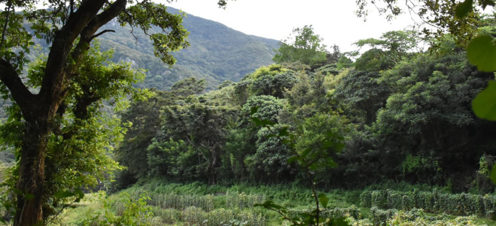 nature surrounded at knuckles nature reserve in sri lanka 