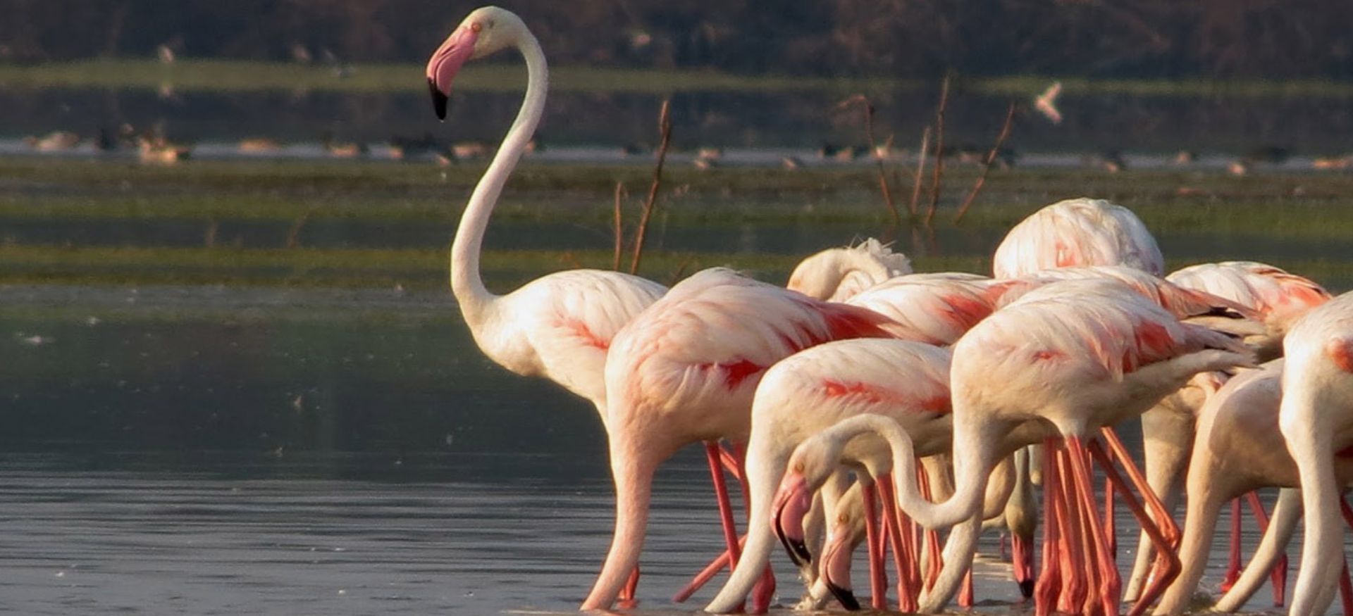 flemingo birds at bundala national park  in sri lanka 