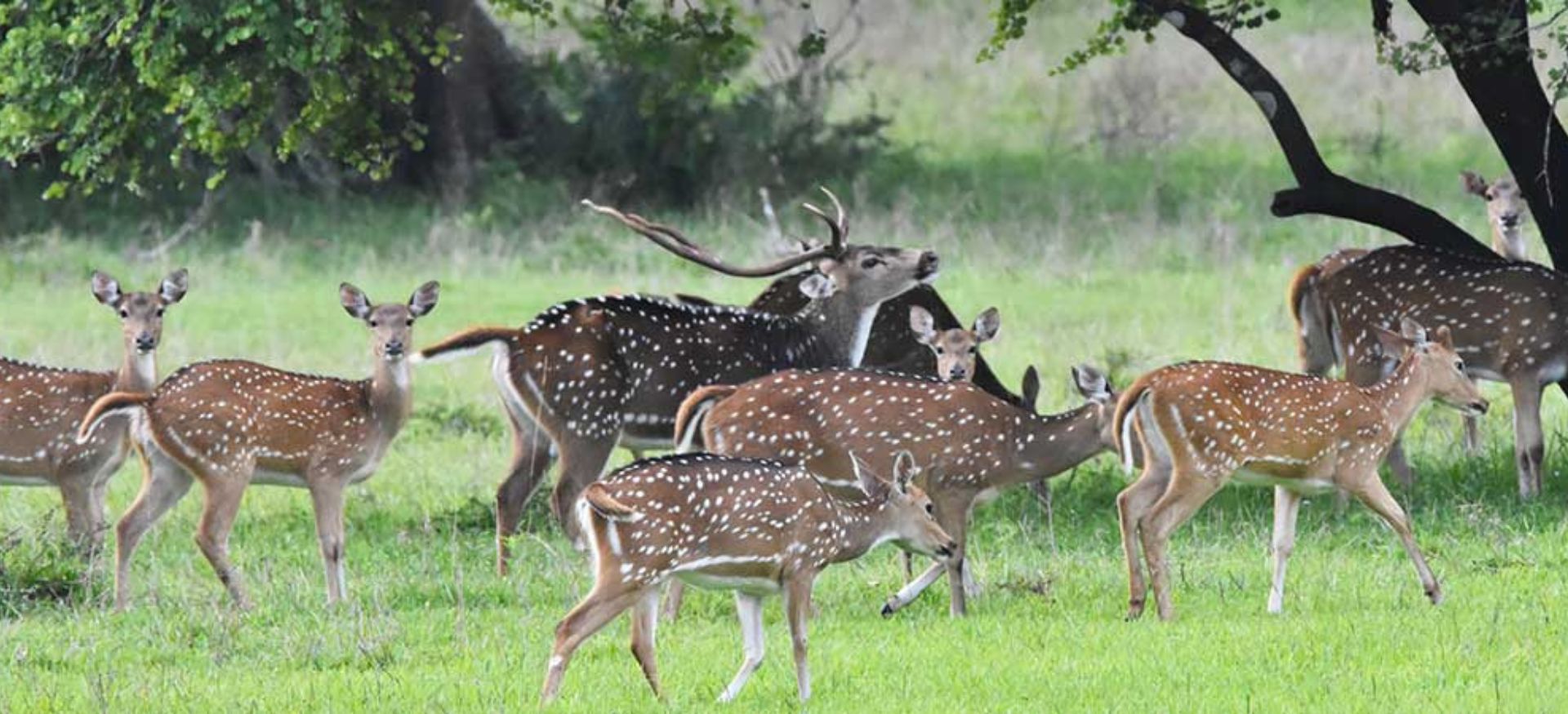 a group of deers at wasgamuwa national park in sri lanka 