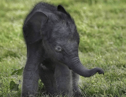 baby elephant at gal oya national park sri lanka 